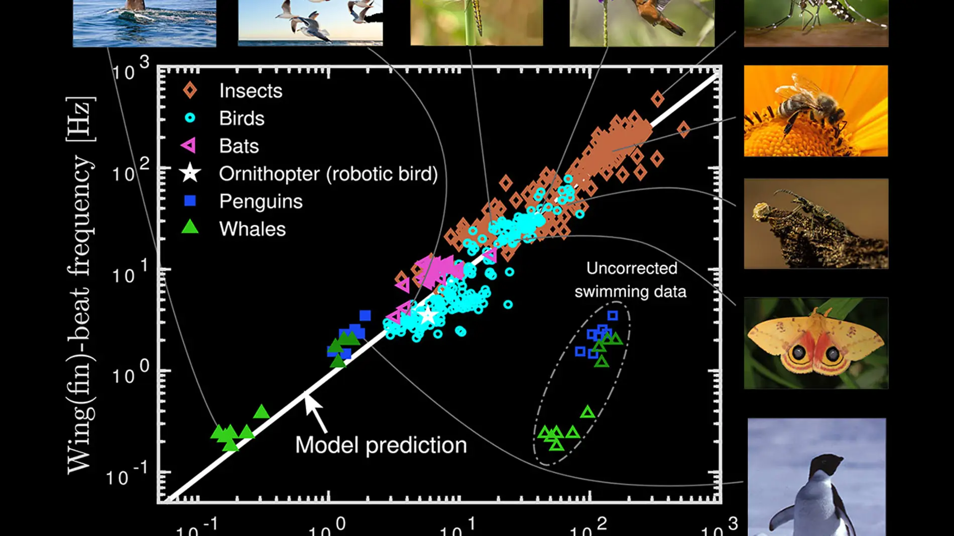 Gráfico sobre el batir de alas y aletas Gráfico sobre el batir de alas y aletas
