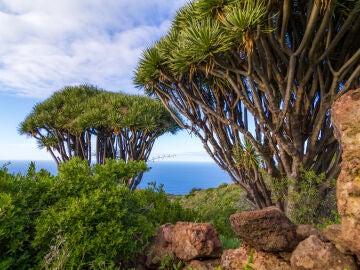 Dragos en La Palma, la Isla Bonita