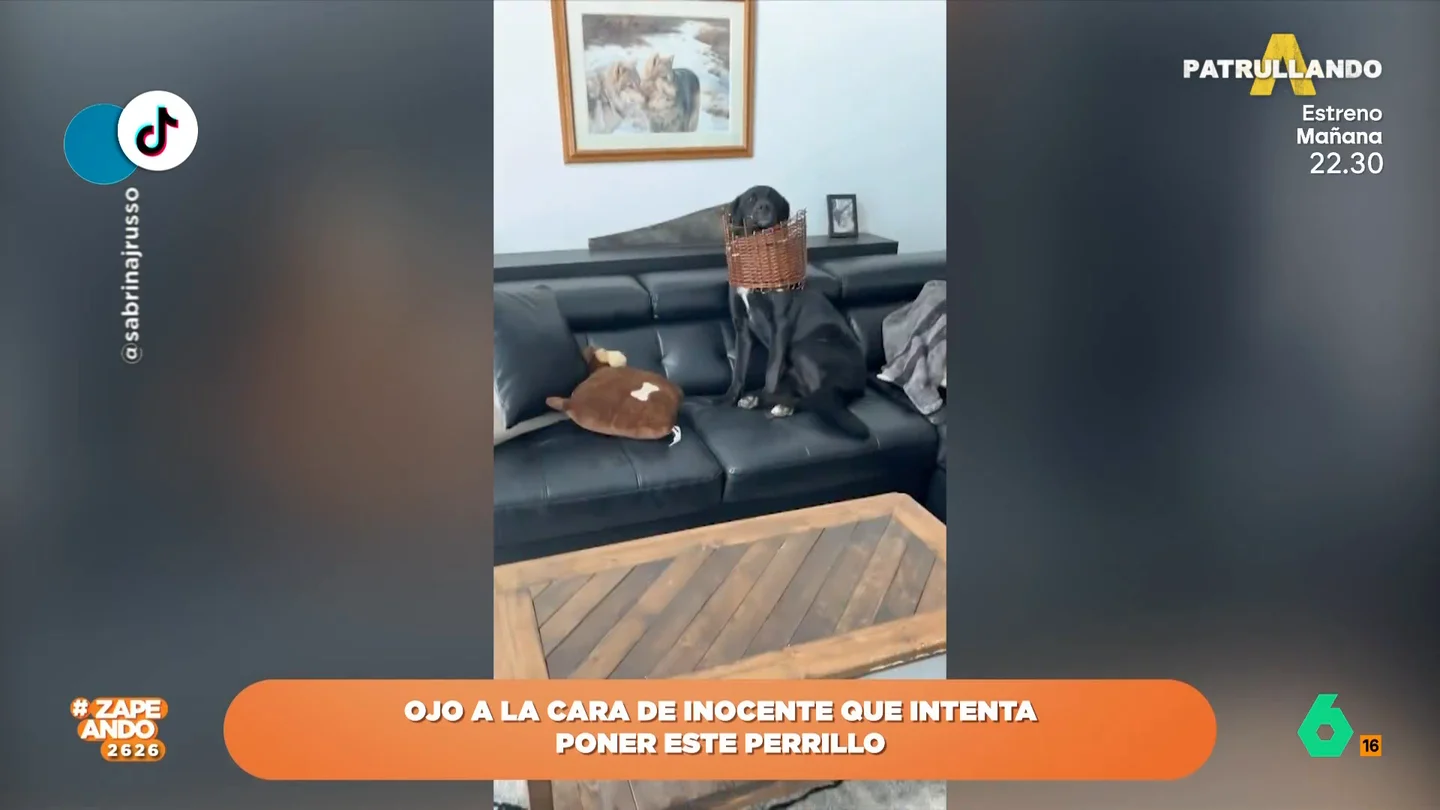 Un perro demuestra que no domina el disimulo después de destrozar una cesta de mimbre Un perro demuestra que no domina el disimulo después de destrozar una cesta de mimbre