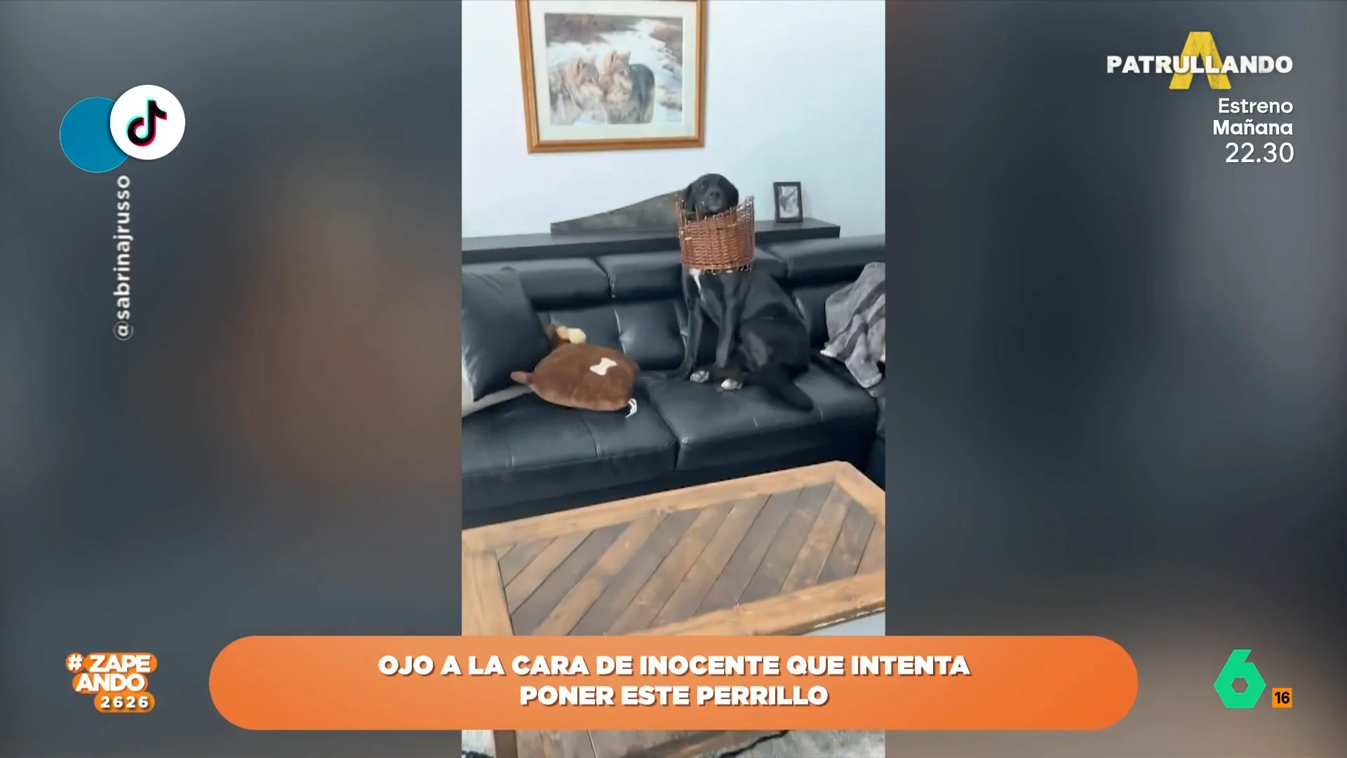 Un perro demuestra que no domina el disimulo después de destrozar una cesta de mimbre