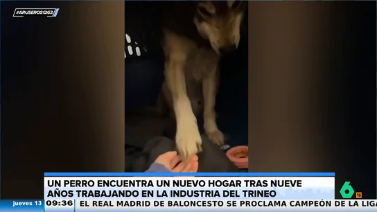 El emotivo vídeo de una joven tras liberar a 36 perros que llevaban nueve años tirando de trineos en Canadá El emotivo vídeo de una joven tras liberar a 36 perros que llevaban nueve años tirando de trineos en Canadá