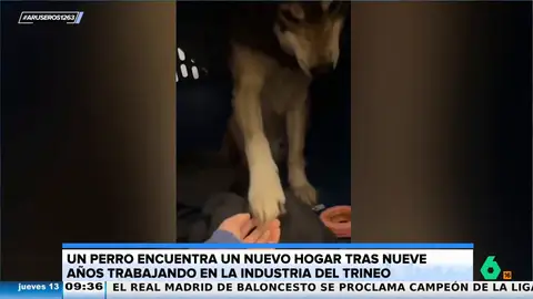 El emotivo vídeo de una joven tras liberar a 36 perros que llevaban nueve años tirando de trineos en Canadá