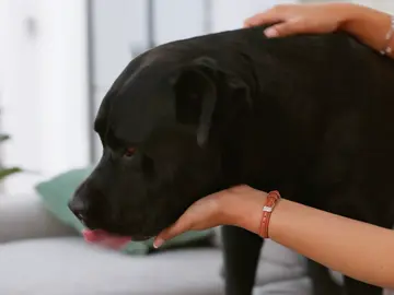 Perro subido a un sofá Perro subido a un sofá