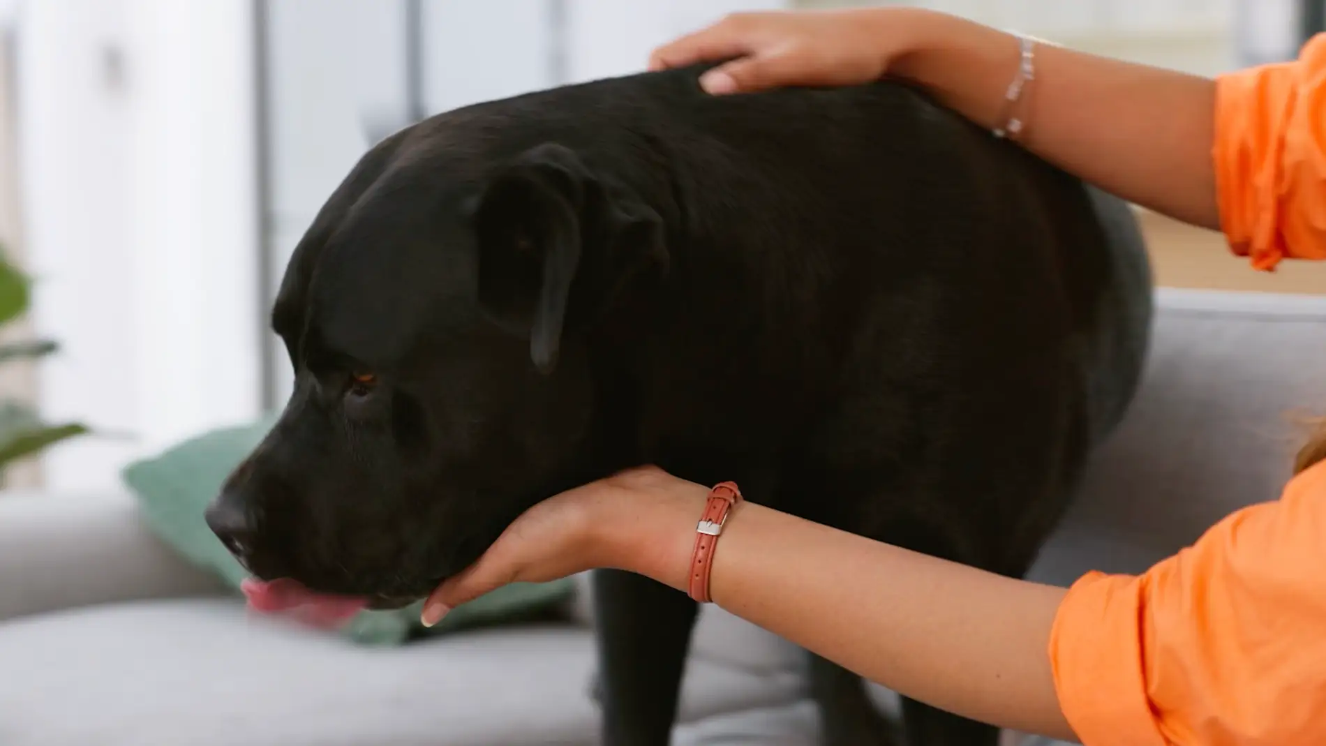 Perro subido a un sofá Perro subido a un sofá
