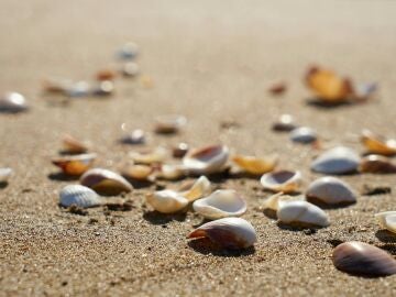 Este es el motivo por el que no debes coger conchas en la playa
