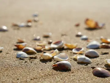 Este es el motivo por el que no debes coger conchas en la playa Este es el motivo por el que no debes coger conchas en la playa