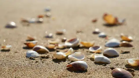 Este es el motivo por el que no debes coger conchas en la playa Este es el motivo por el que no debes coger conchas en la playa