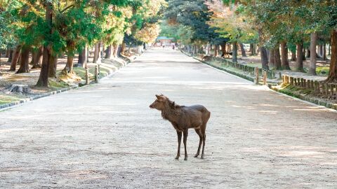 Ciervo en el Parque Nara, en Japón