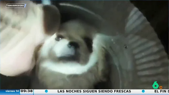 El emotivo momento en el que rescatan a un perro del conducto de respiración de una casa: "¡Qué cosa más bonita!" El emotivo momento en el que rescatan a un perro del conducto de respiración de una casa: "¡Qué cosa más bonita!"