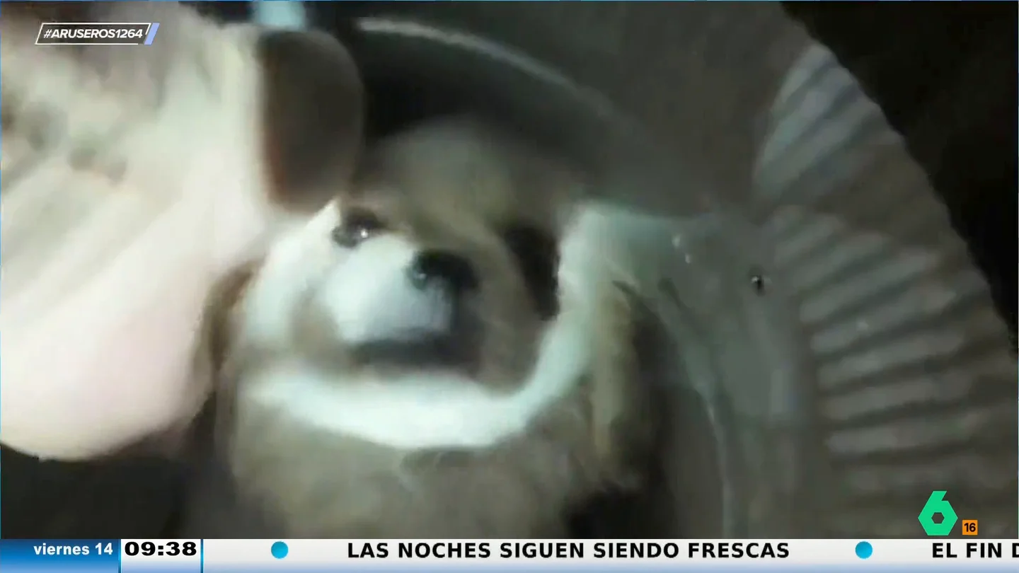 El emotivo momento en el que rescatan a un perro del conducto de respiración de una casa: "¡Qué cosa más bonita!" El emotivo momento en el que rescatan a un perro del conducto de respiración de una casa: "¡Qué cosa más bonita!"