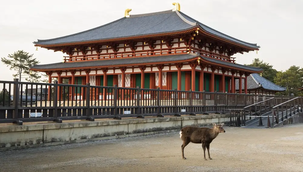 Ciervo y templo en el Parque Nara, en Japón Ciervo y templo en el Parque Nara, en Japón