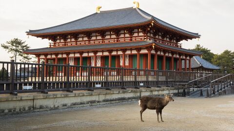 Ciervo y templo en el Parque Nara, en Japón