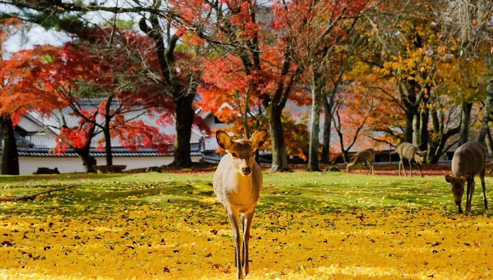 Ciervo en el Parque Nara, en Japón Ciervo en el Parque Nara, en Japón