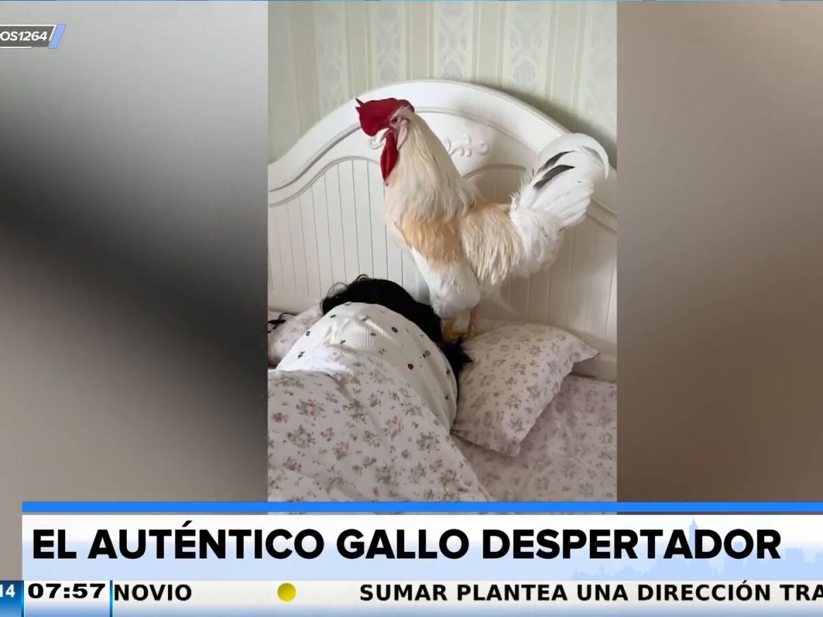 El gallo despertador causa furor en redes por el curioso metodo que tiene para levantar a su duena de la cama