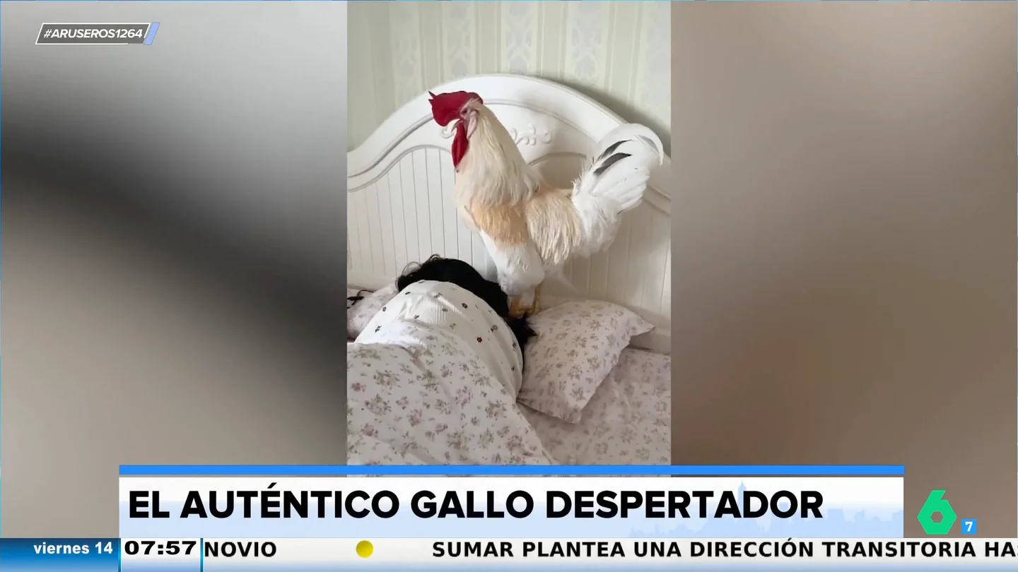 El autentico gallo despertador que levanta a la dueña de la cama con picotazos y un particular canto El autentico gallo despertador que levanta a la dueña de la cama con picotazos y un particular canto