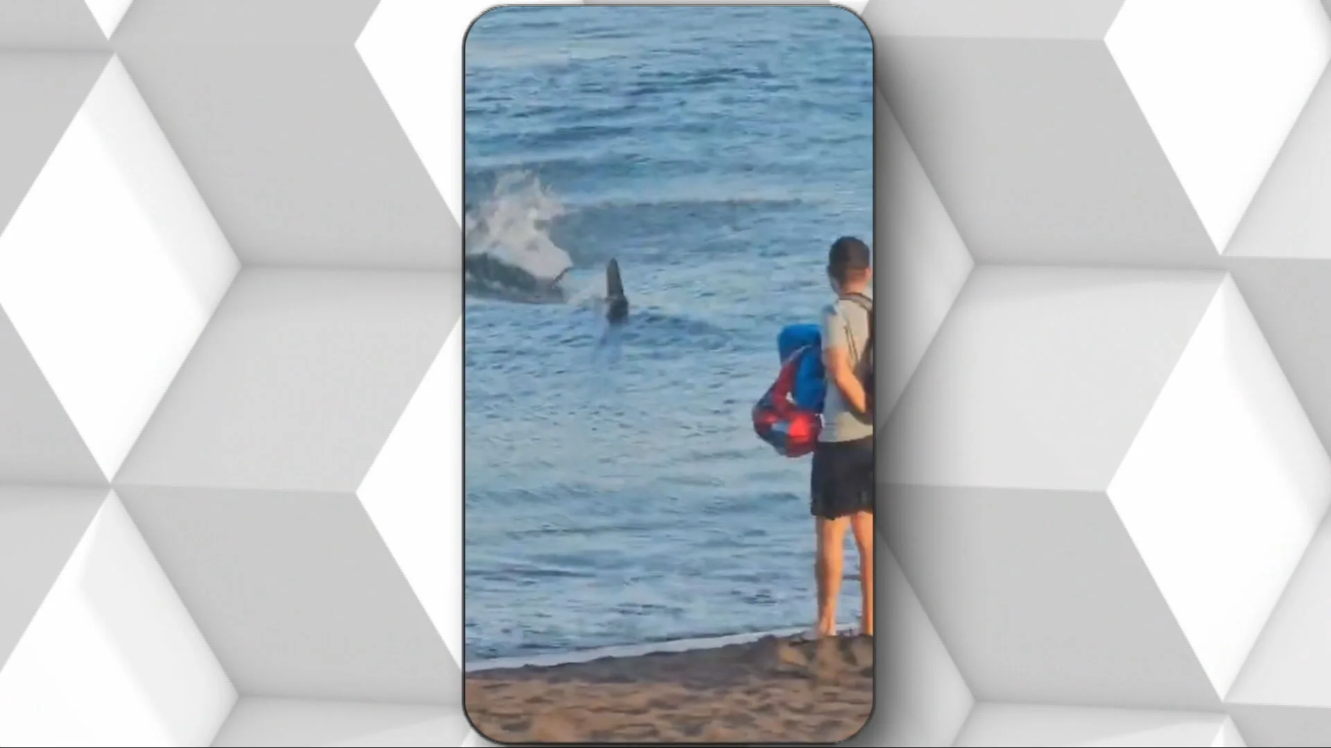 Tiburón en la playa de Telde, Gran Canaria