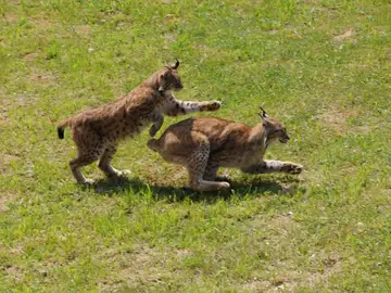 Dos ejemplares de lince ibérico jugando en el campo Dos ejemplares de lince ibérico jugando en el campo
