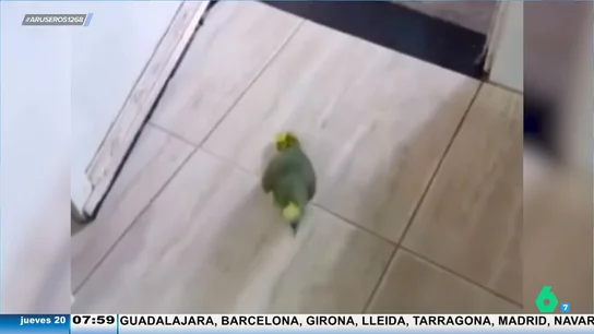 Así es el vídeo viral del loro que canta 'The Monster' igual o mejor que la propia Rihanna: ¡Que tiemble la cantante! Así es el vídeo viral del loro que canta 'The Monster' igual o mejor que la propia Rihanna: ¡Que tiemble la cantante!