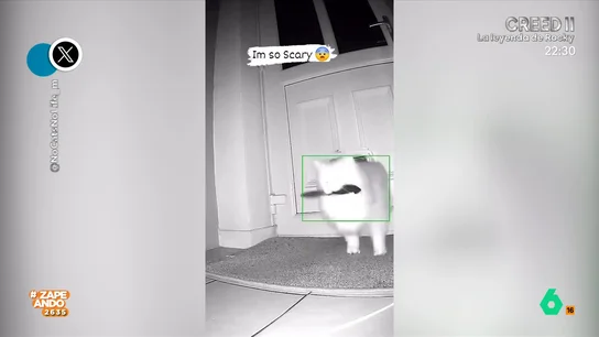 Lol! News: Cristina Pedroche da paso a un video de un gato con cuchillo Lol! News: Cristina Pedroche da paso a un video de un gato con cuchillo