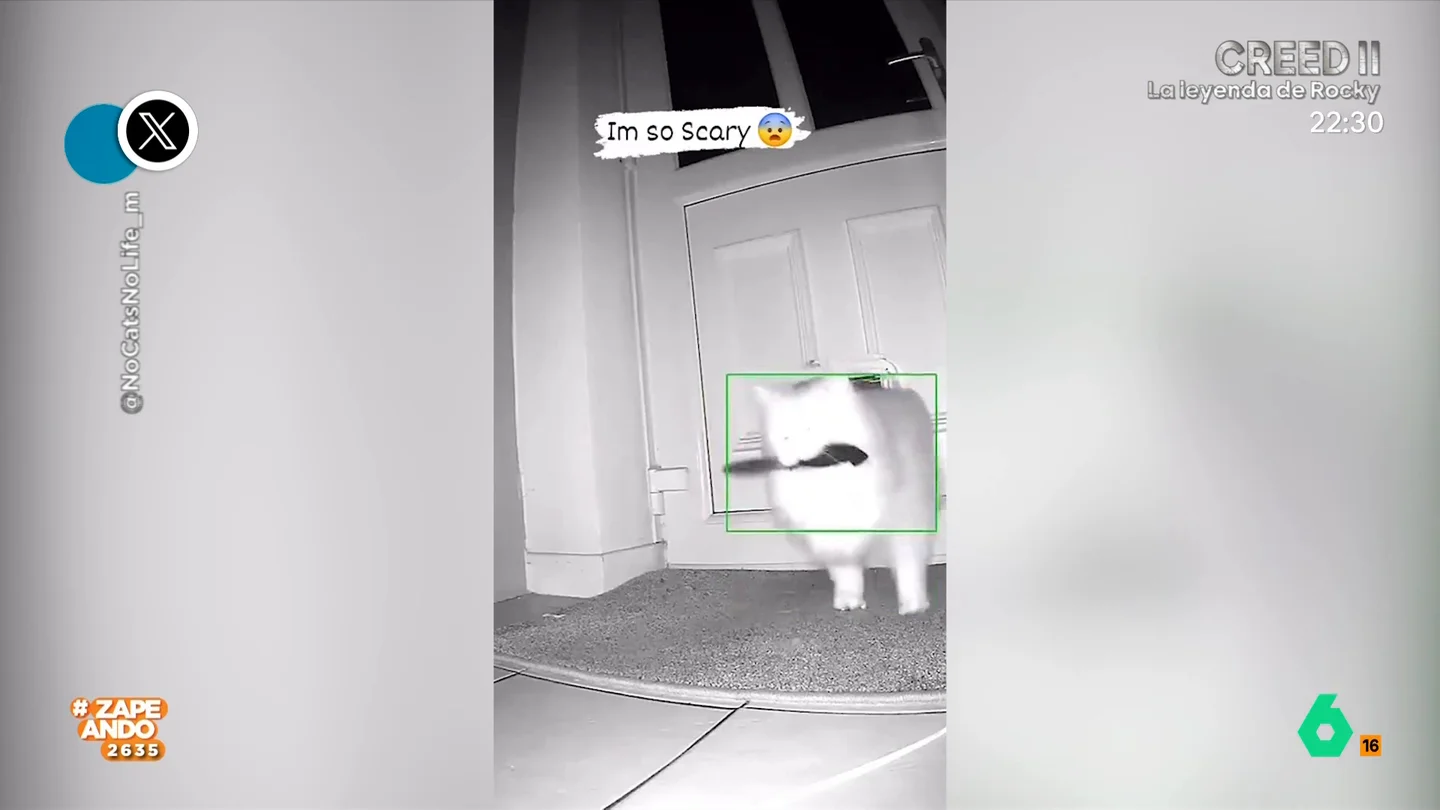 Lol! News: Cristina Pedroche da paso a un video de un gato con cuchillo Lol! News: Cristina Pedroche da paso a un video de un gato con cuchillo