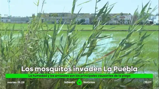 Detectan en La Puebla del Río (Sevilla) una nueva ola de mosquitos que transportan el Virus del Nilo Detectan en La Puebla del Río (Sevilla) una nueva ola de mosquitos que transportan el Virus del Nilo