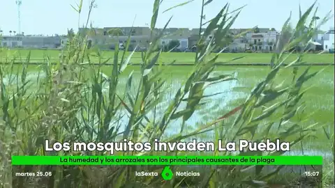 Detectan en La Puebla del Río (Sevilla) una nueva ola de mosquitos que transportan el Virus del Nilo