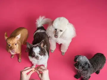 Estas apps son ideales para dueños de perros o gatos Estas apps son ideales para dueños de perros o gatos
