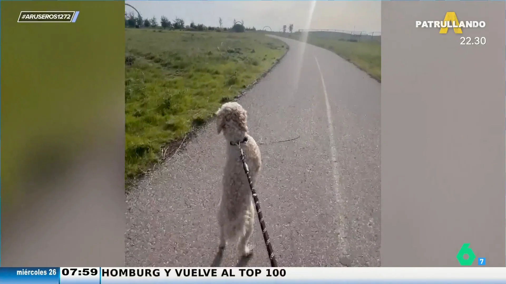 La curiosa caminata matutina de este perro que 'saca a pasear' a su dueño andando sobre dos patas