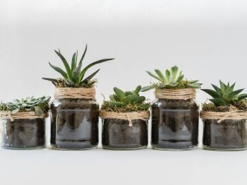 ¿Tienen inteligencia las plantas?