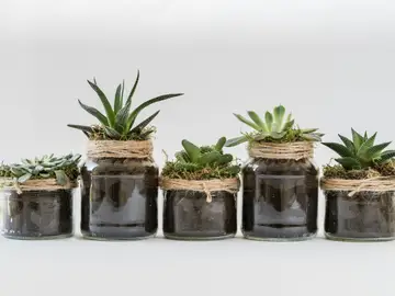 ¿Tienen inteligencia las plantas? ¿Tienen inteligencia las plantas?