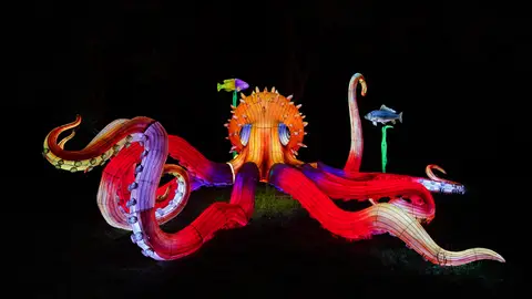 Brilla Faunia Brilla Faunia
