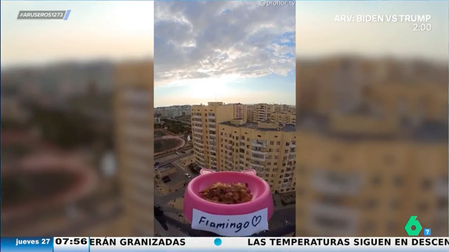 Una persona decide alimentar a los gatos 'a domicilio' llevándoles la comida con un dron Una persona decide alimentar a los gatos 'a domicilio' llevándoles la comida con un dron