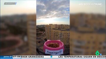 Una persona decide alimentar a los gatos 'a domicilio' llevándoles la comida con un dron 