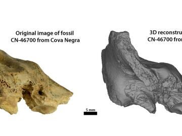 Hueso fósil neandertal Tina