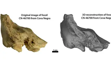 Hueso fósil neandertal Tina