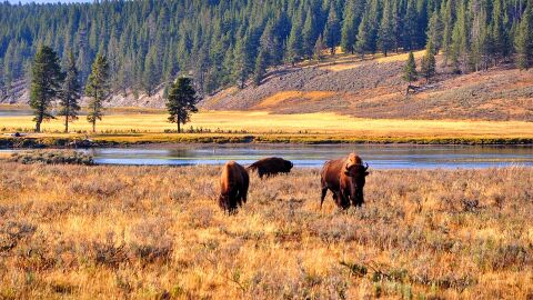 Yellowstone, Estados Unidos