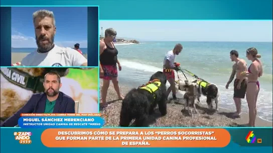 El curioso dato sobre los perros de rescate que alucina a los zapeadores: "Un labrador puede remolcar entre 1.800 y 2.200 kilos" Zapeando charla con Miguel Sánchez Merenciano, instructor de la Unidad canina de rescate 'Mresq', que entrena a perros para salvar a personas en el medio acuático