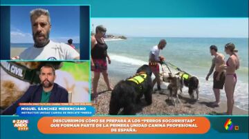 El curioso dato sobre los perros de rescate que alucina a los zapeadores: "Un labrador puede remolcar entre 1.800 y 2.200 kilos"