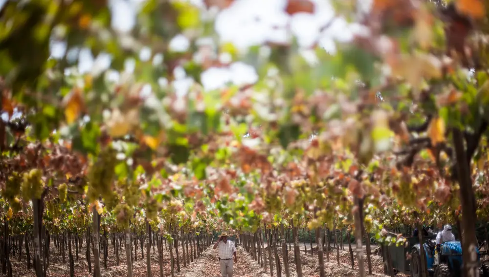 Viñedo en Perú Viñedo en Perú