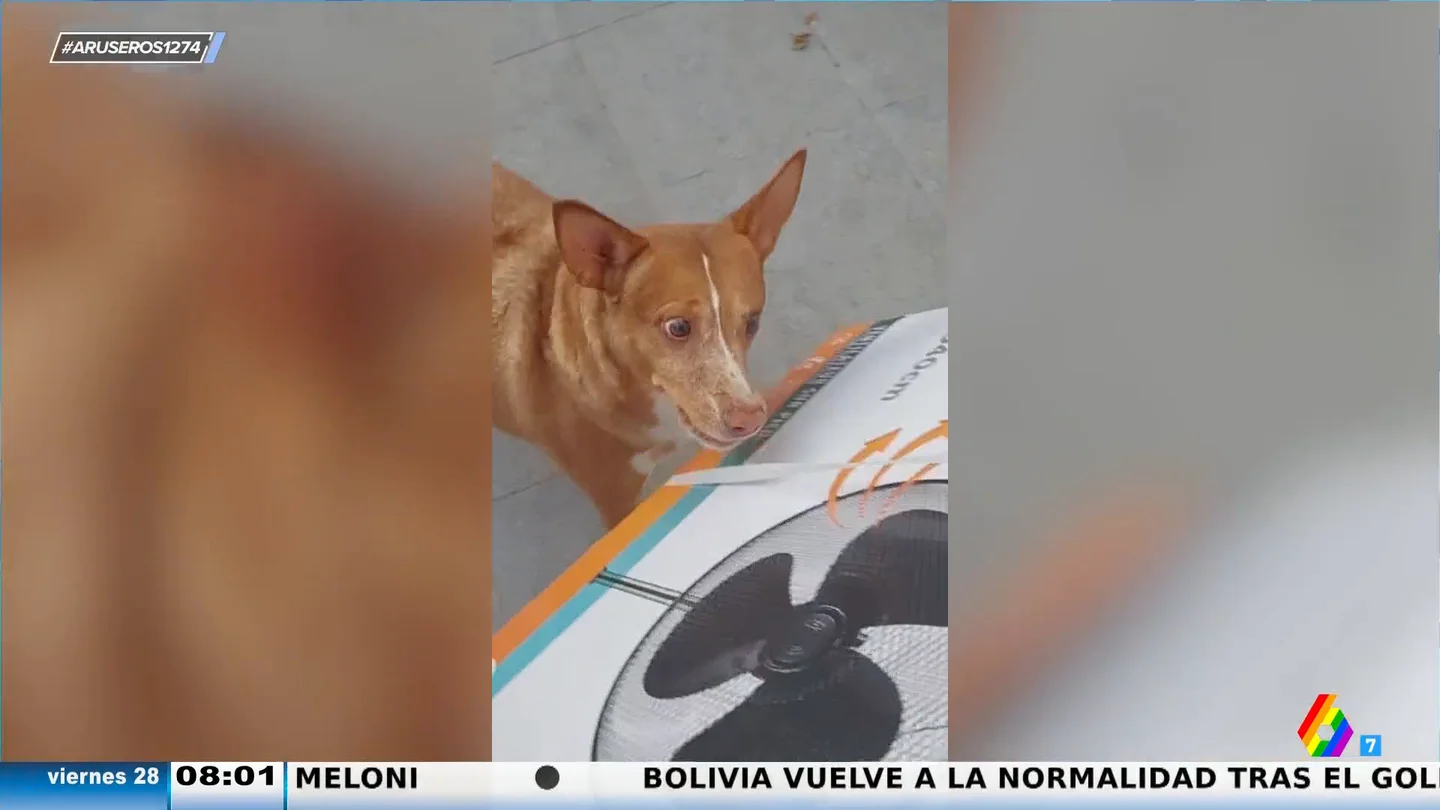 La alocada reacción de un perro al ver que su dueña le regala un ventilador nuevo La alocada reacción de un perro al ver que su dueña le regala un ventilador nuevo