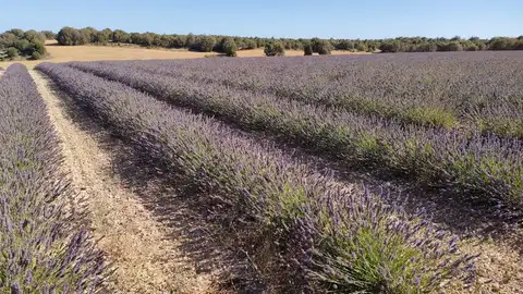 Campos de lavanda en Cilleruelo de Arriba Campos de lavanda en Cilleruelo de Arriba