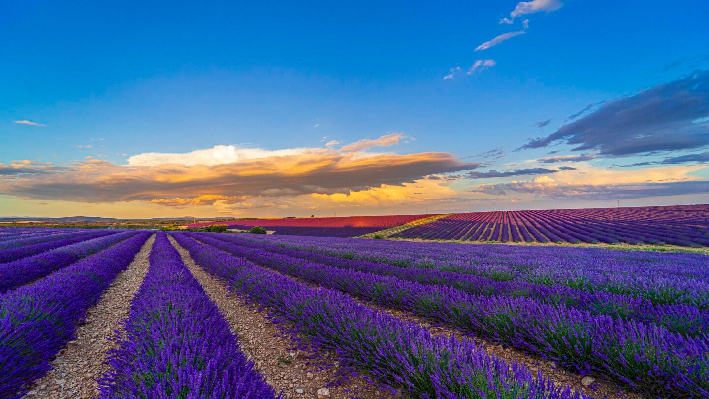 Campos de lavanda en Caleruega