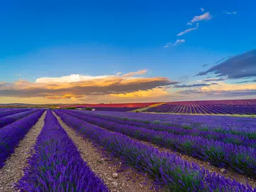 Campos de lavanda en Caleruega Campos de lavanda en Caleruega