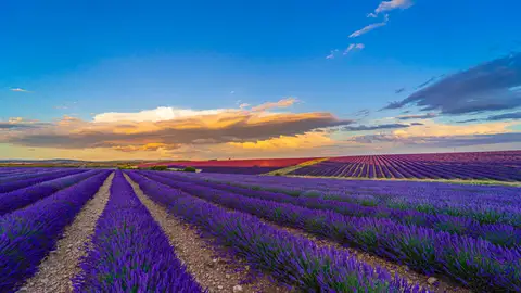 Campos de lavanda en Caleruega Campos de lavanda en Caleruega