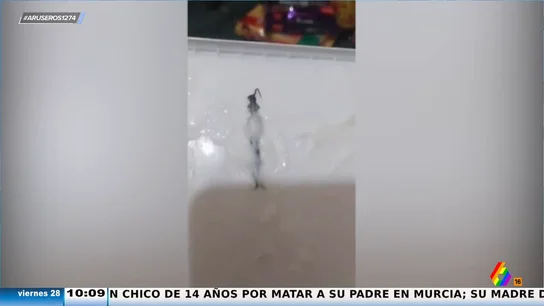 Una mujer se encuentra un ciempiés en su helado y la indemnización de la tienda desata la risa en el plató de Aruser@s Una mujer se encuentra un ciempiés en su helado y la indemnización de la tienda desata la risa en el plató de Aruser@s