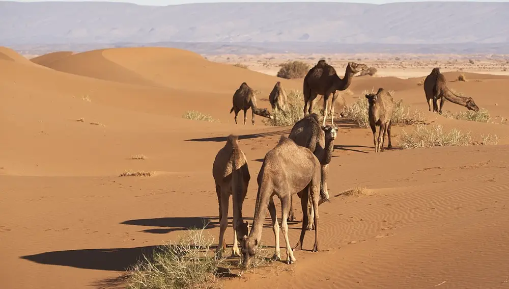 Dromedarios en el desierto del Sahara