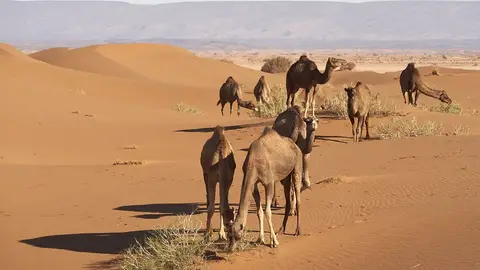 Dromedarios en el desierto del Sahara Dromedarios en el desierto del Sahara