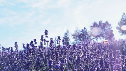 Campo de lavanda en Furano (Hokkaido, Japón)