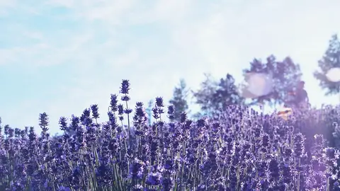 Campo de lavanda en Furano (Hokkaido, Japón) Campo de lavanda en Furano (Hokkaido, Japón)
