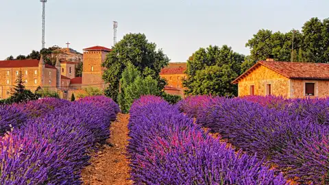 Campos de lavanda en Caleruega Campos de lavanda en Caleruega